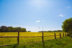 A yellow field with a wooden fence and blue sky.